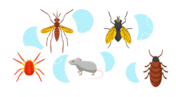 insectos, ratas y bichos a fumigar